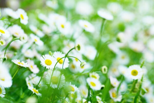 Viele kleine Gänseblümchen auf dem Feld