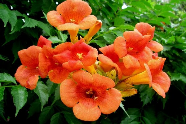 Fleurs orange sur fond vert de pétales