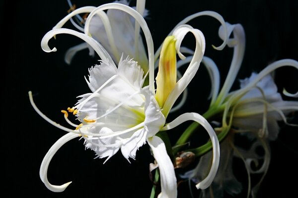 Belle fleur blanche sur fond noir