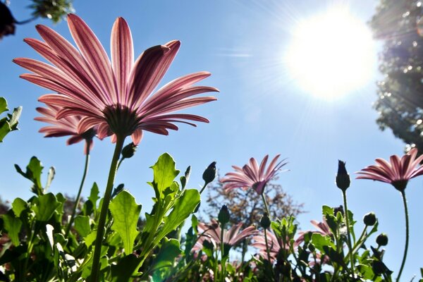 Fleurs roses hautes et soleil