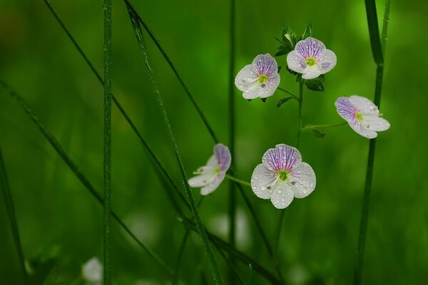 Petali bagnati su uno sfondo di erba verde