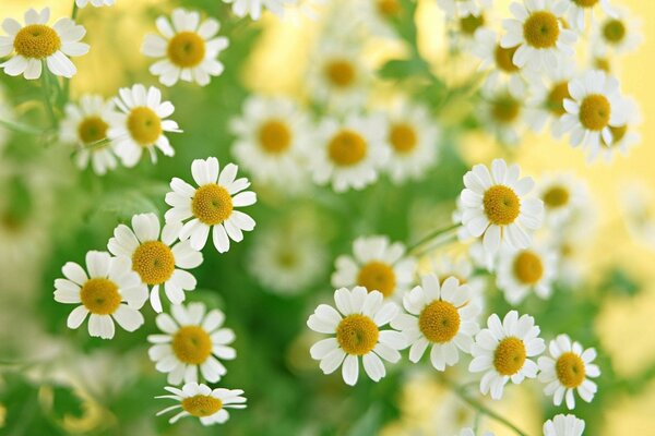 Un bouquet de camomille m a été donné pour mon anniversaire