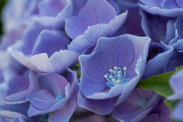 Purple petals close-up