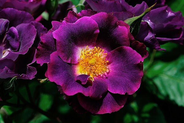Riprese macro di una rosa viola e dei suoi petali