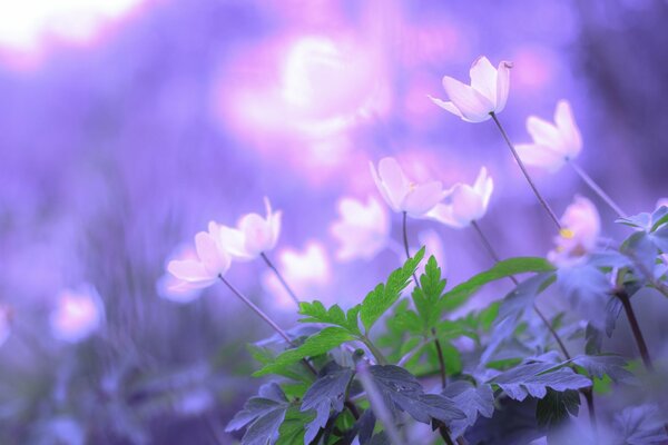 Fleurs lumineuses sur fond violet