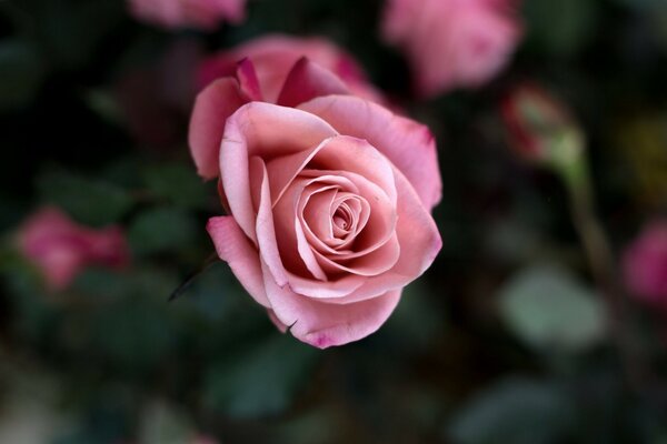 Bouton de rose sucré dans la vignette