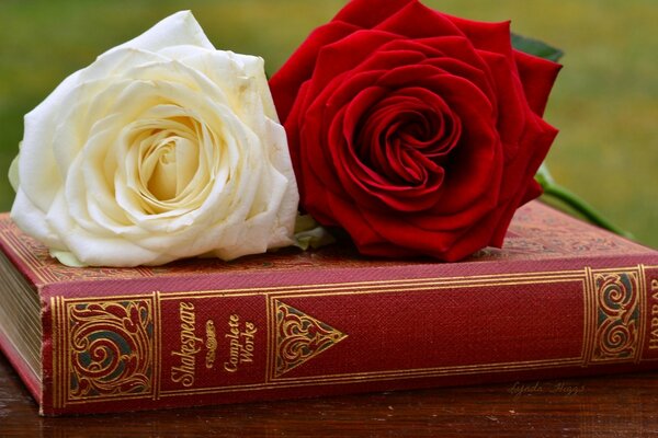 Książka z czerwoną i białą różą