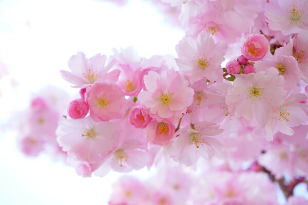 Pink cherry blossom tree