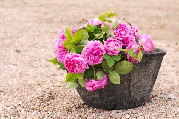 Beau bouquet rose sur des cailloux