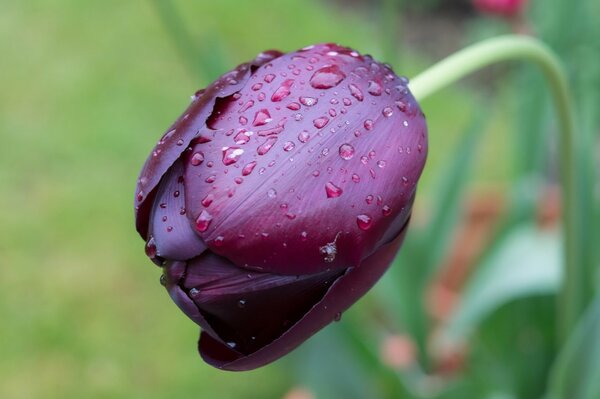 Burgundy tulip and rosy droplets