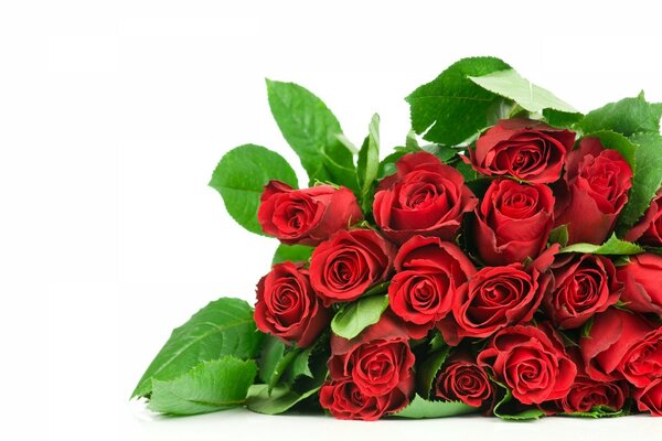 Bouquet of red roses on a white background