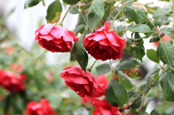 Rote Blumen nach dem Regen