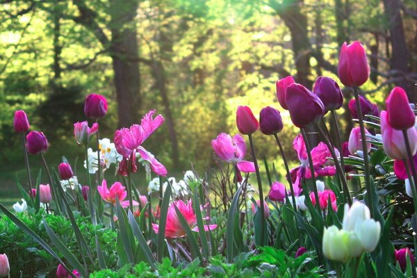 Tulipanes de colores brillantes en una cama de flores en el parque