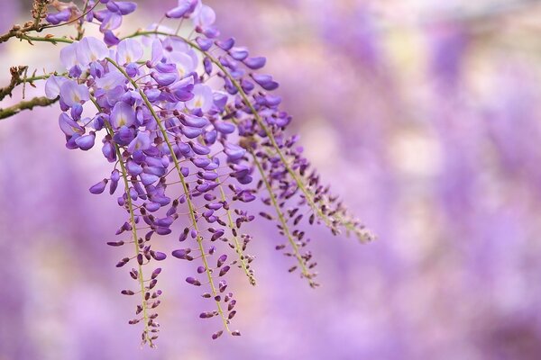Blooming lilac wisteria flowers