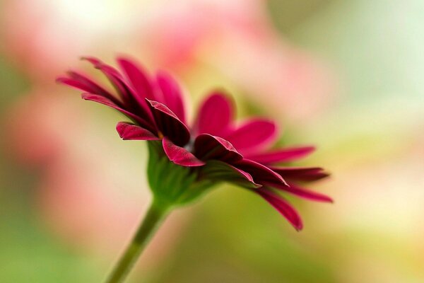 Crimson flower on a blurry background