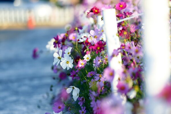 Bright flowers on the background of water