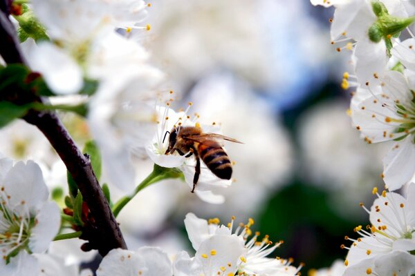 La abeja extrae néctar de las flores de Sakura