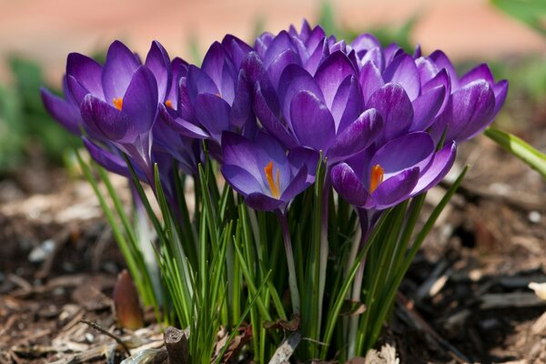 Blühende erste Frühlingsblumen