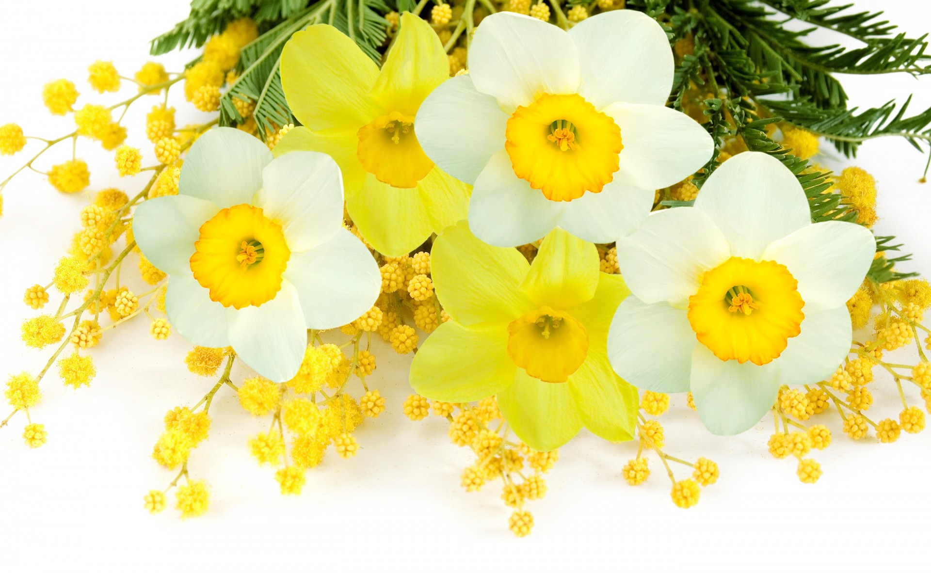 daffodils thin flower yellow spring white mimosa