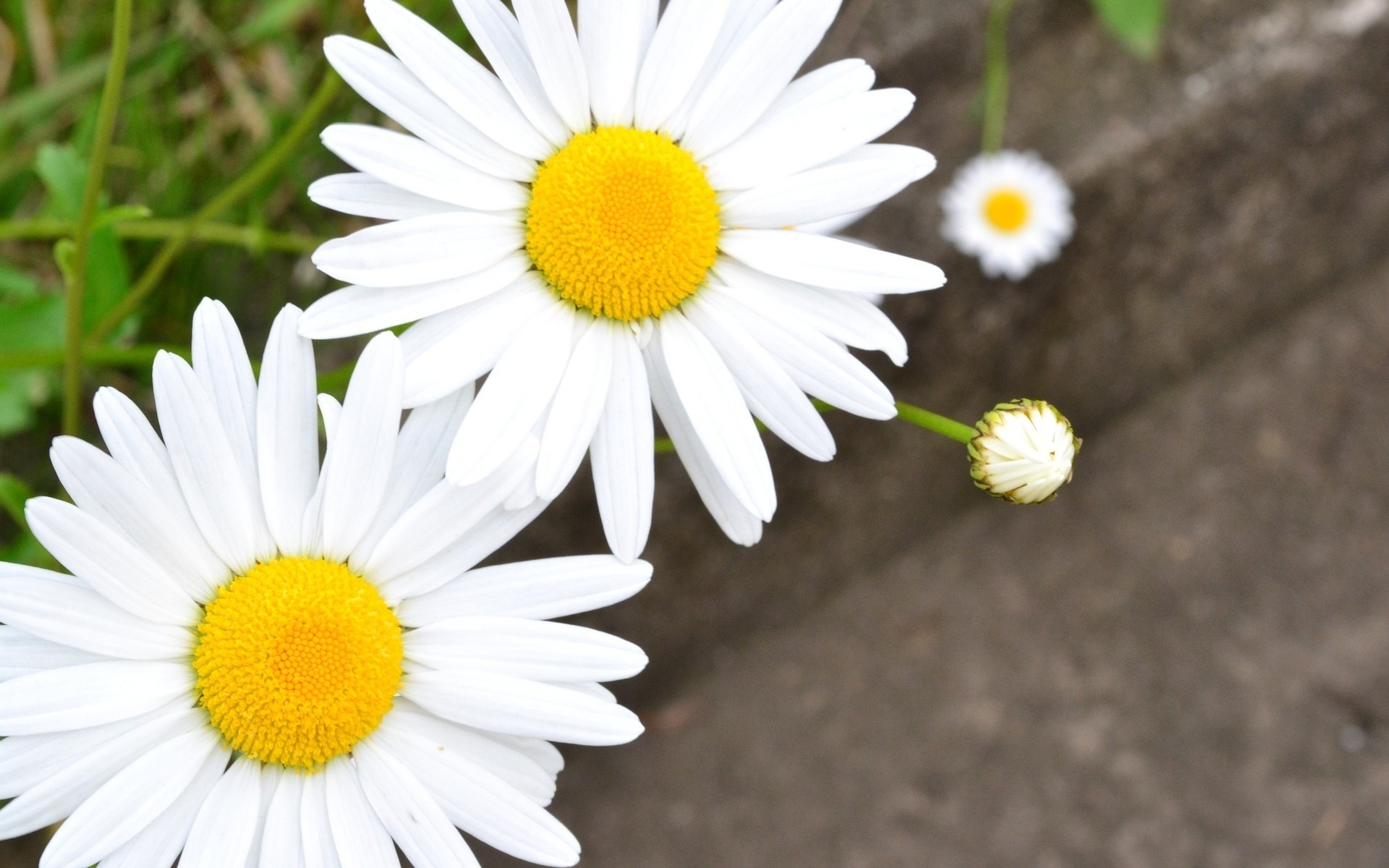 fleurs camomille marguerites fond flou papier peint blanc pétales