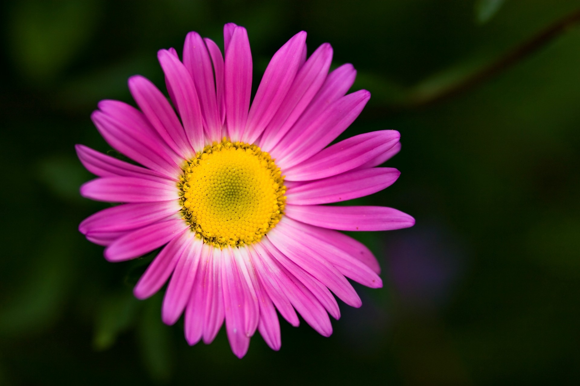 flower background flowers wallpaper macro pink petal