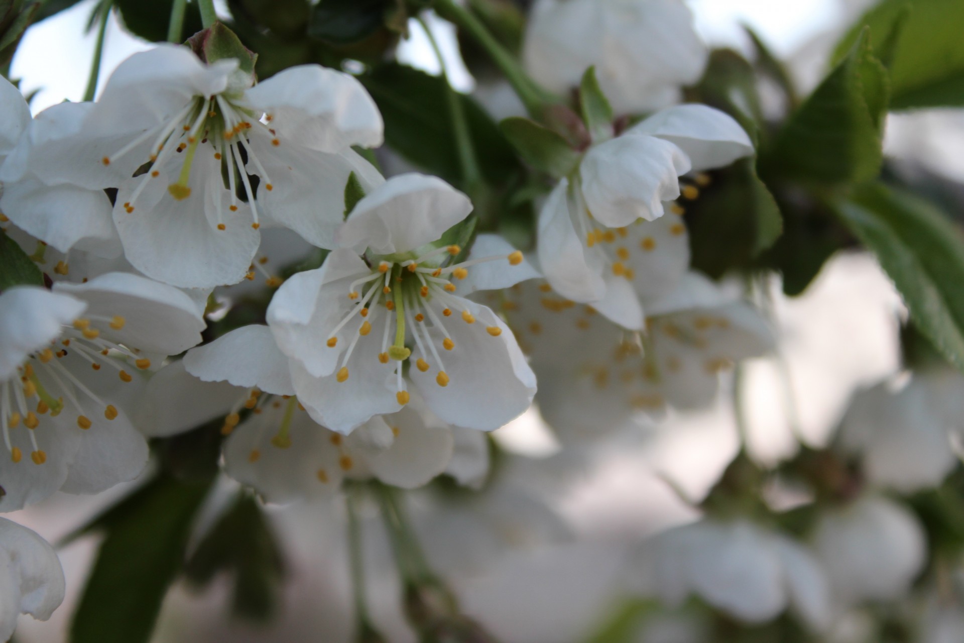 cerezas primavera sakura