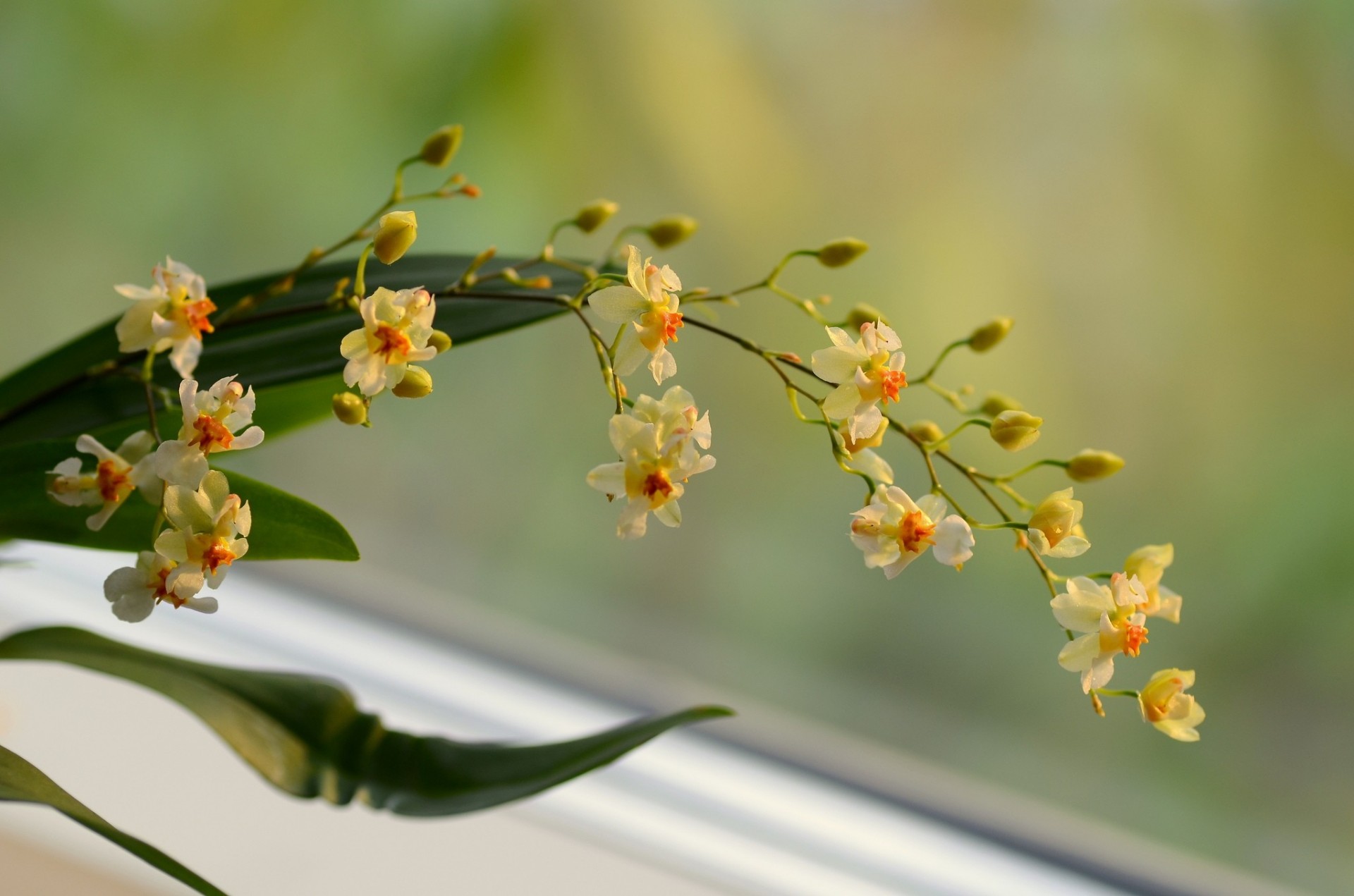 hintergrund gelb blumen orchidee zweig