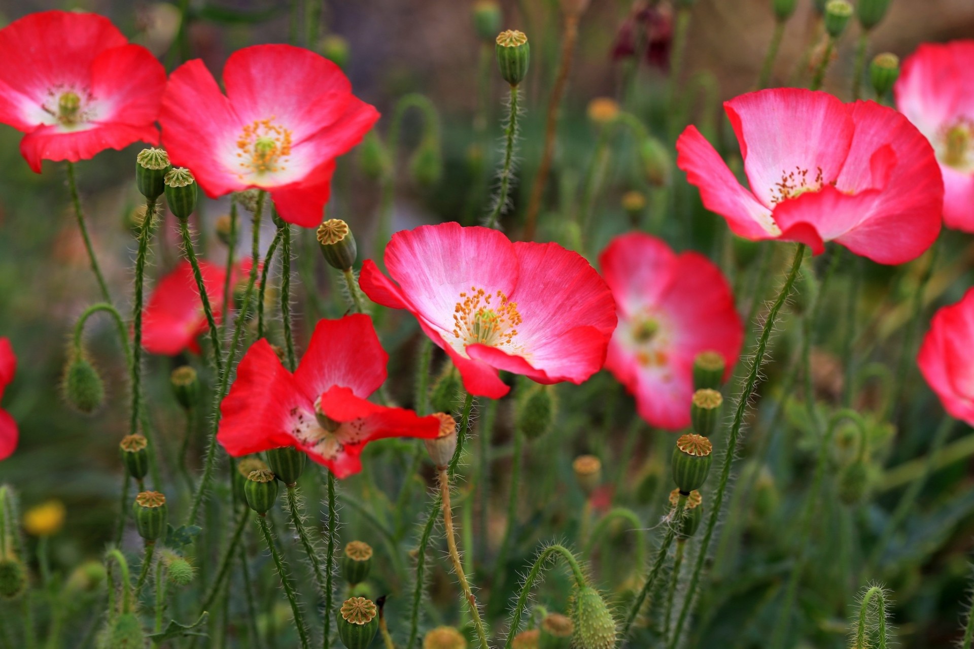 campo rosa amapolas flores