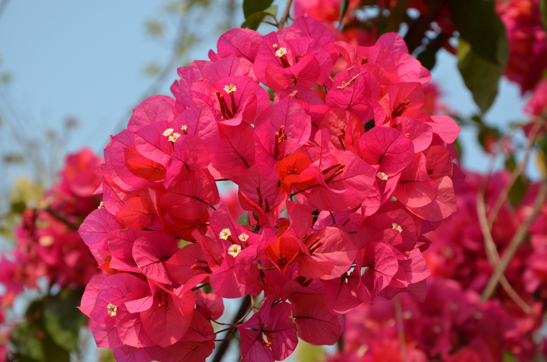 encantador flores verano ramitas naturaleza