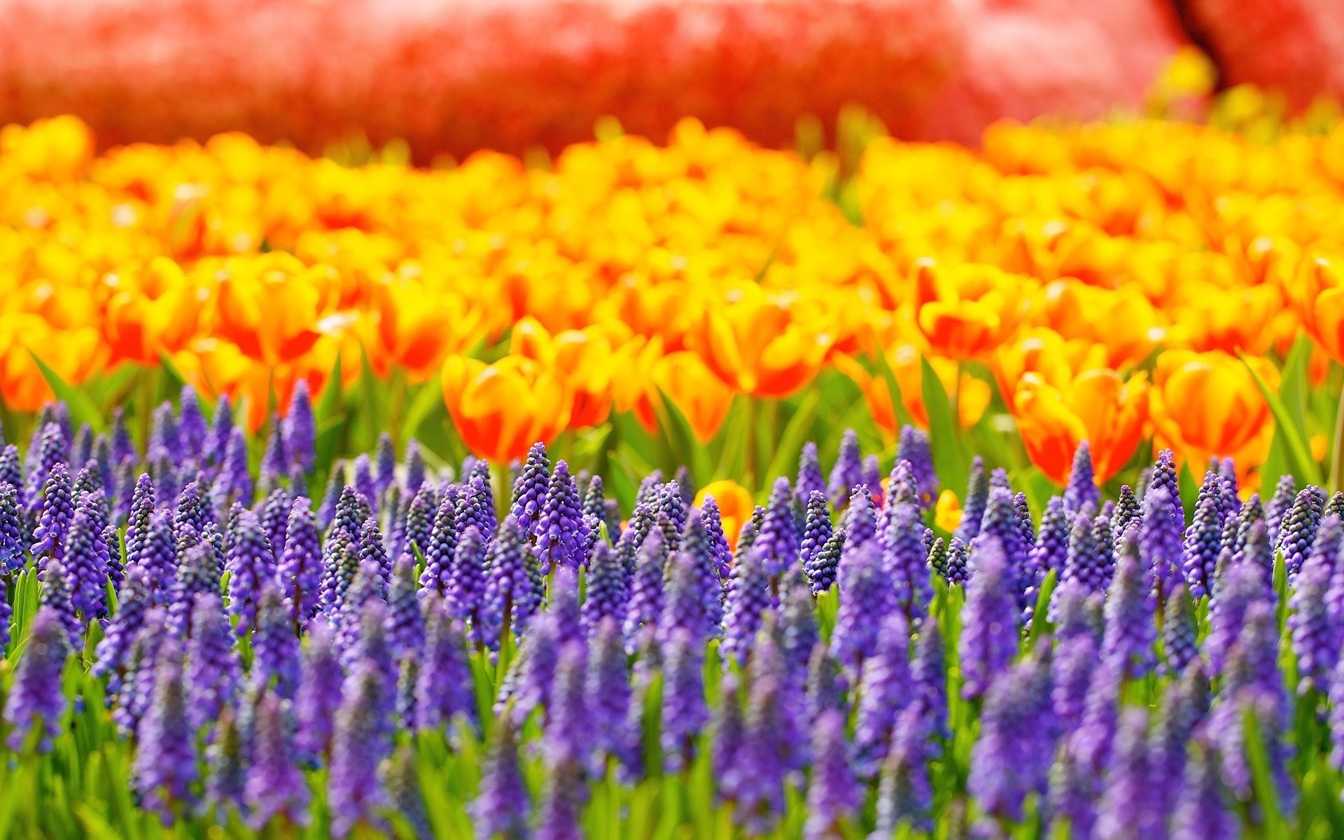 tulips flower reflections muscari