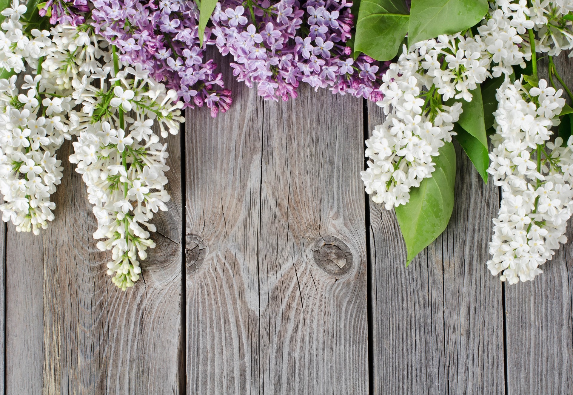 lilac board background tree