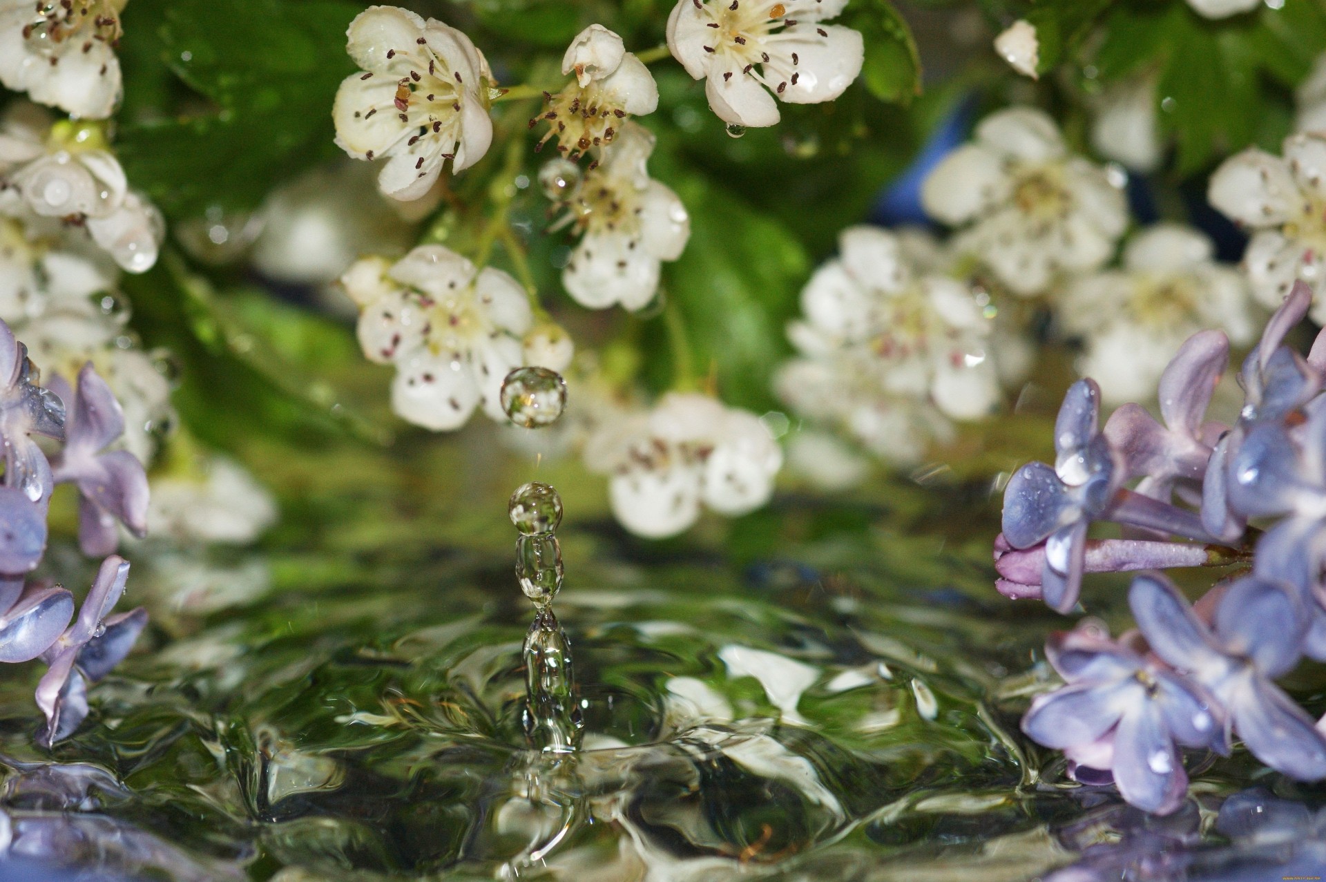 falls flower water lilac close up spring