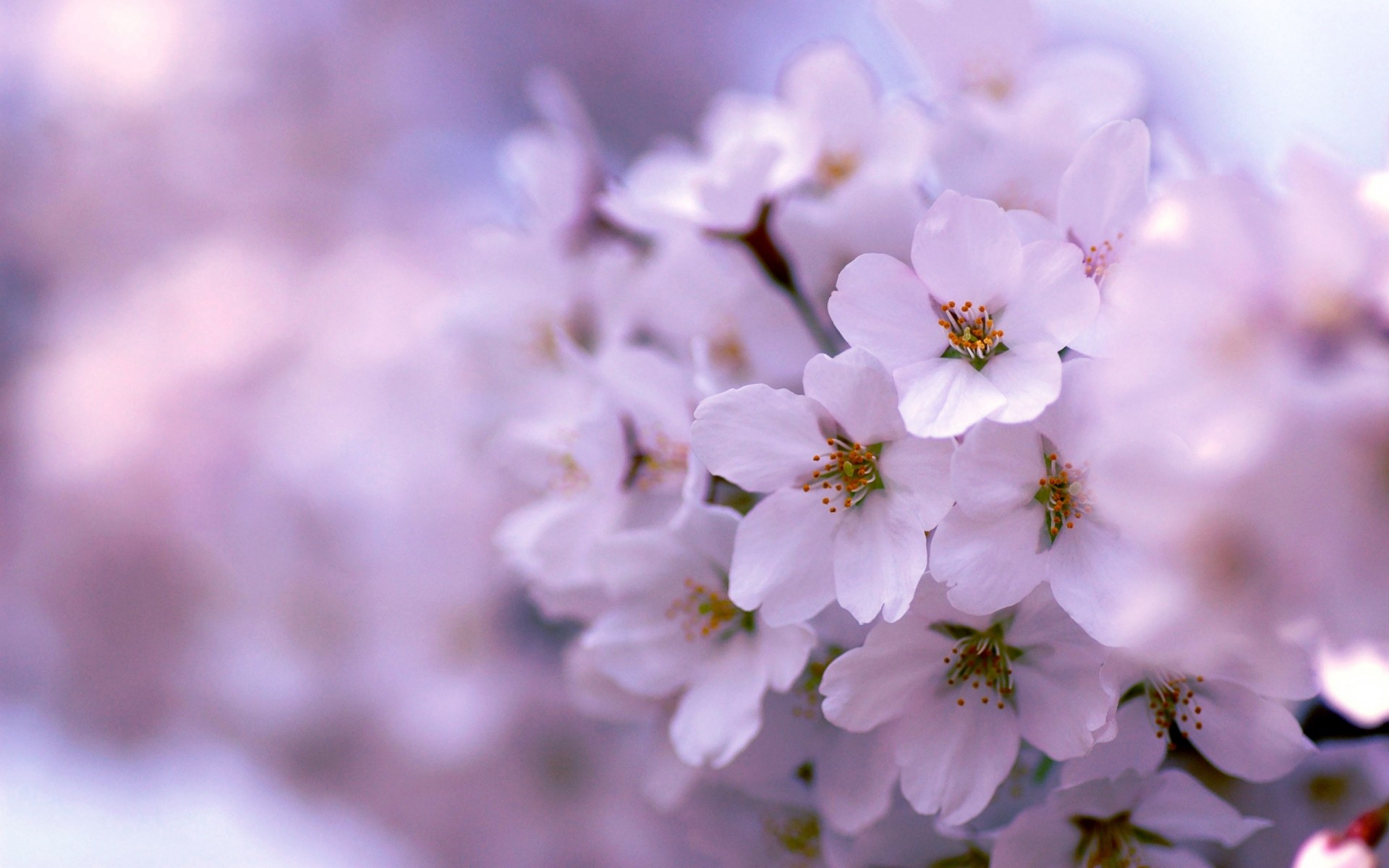 lilla fioritura primavera albero