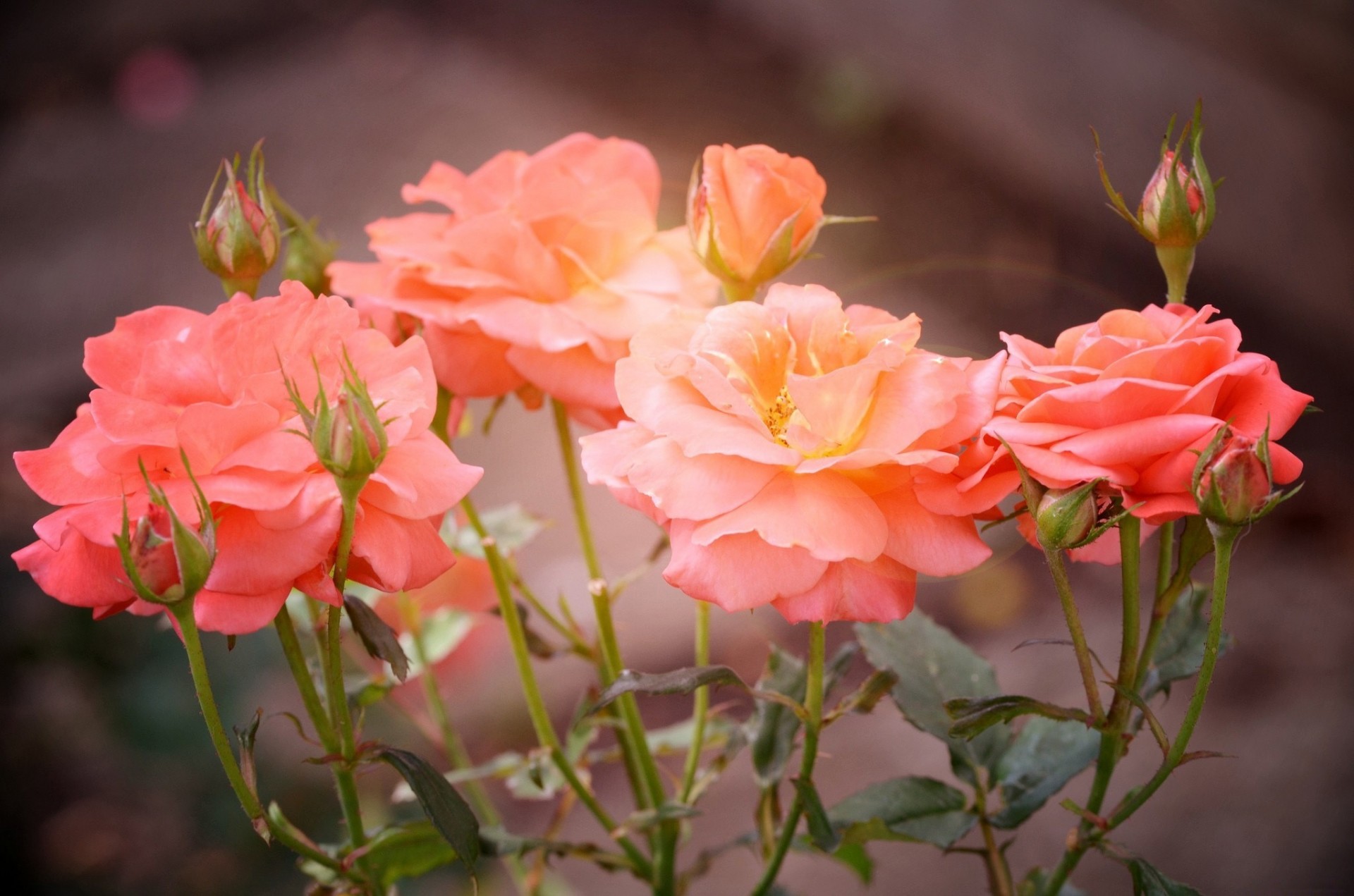 rosa sfocatura boccioli petali rose