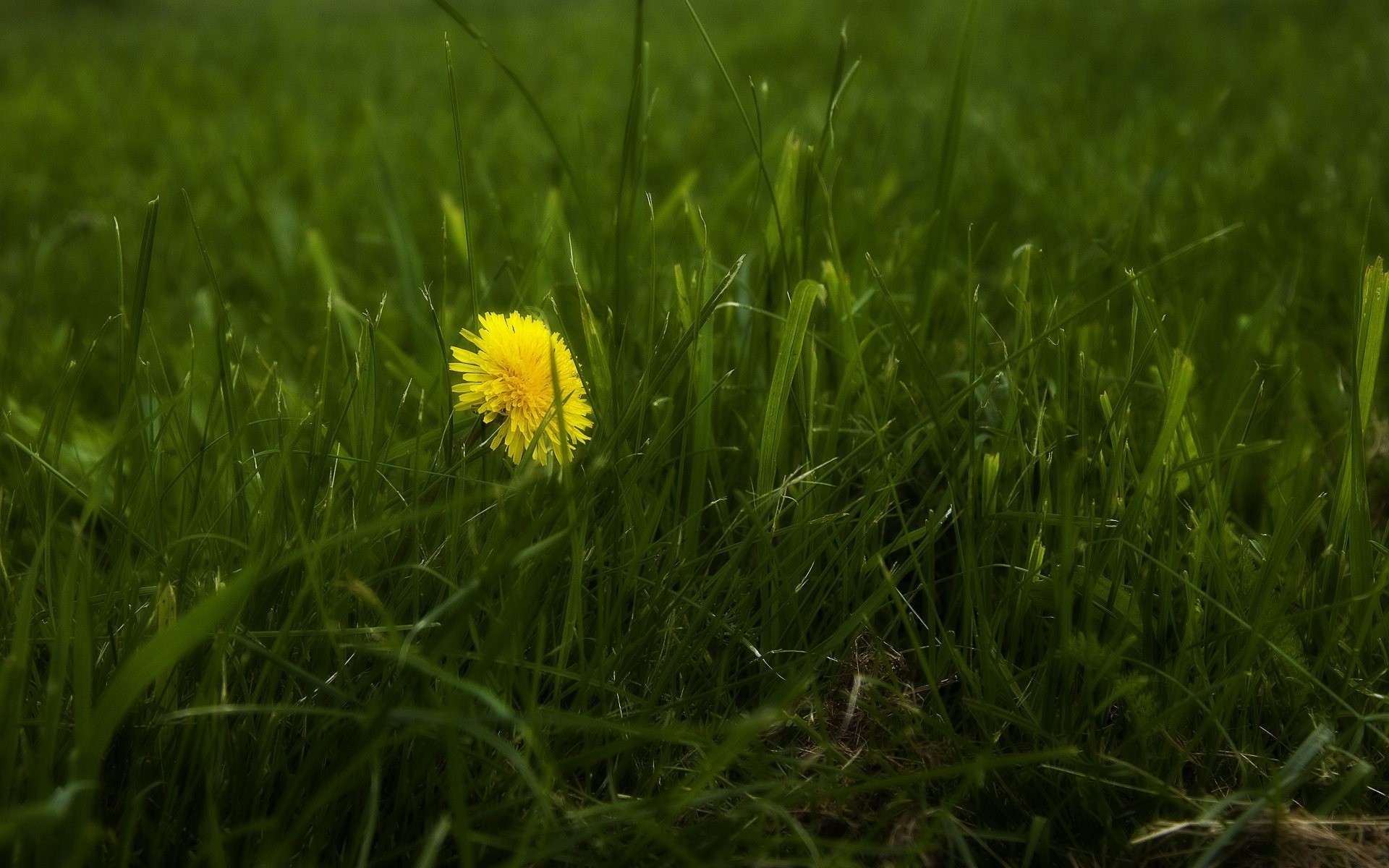 kwiaty natura trawa zdjęcia tapety makro