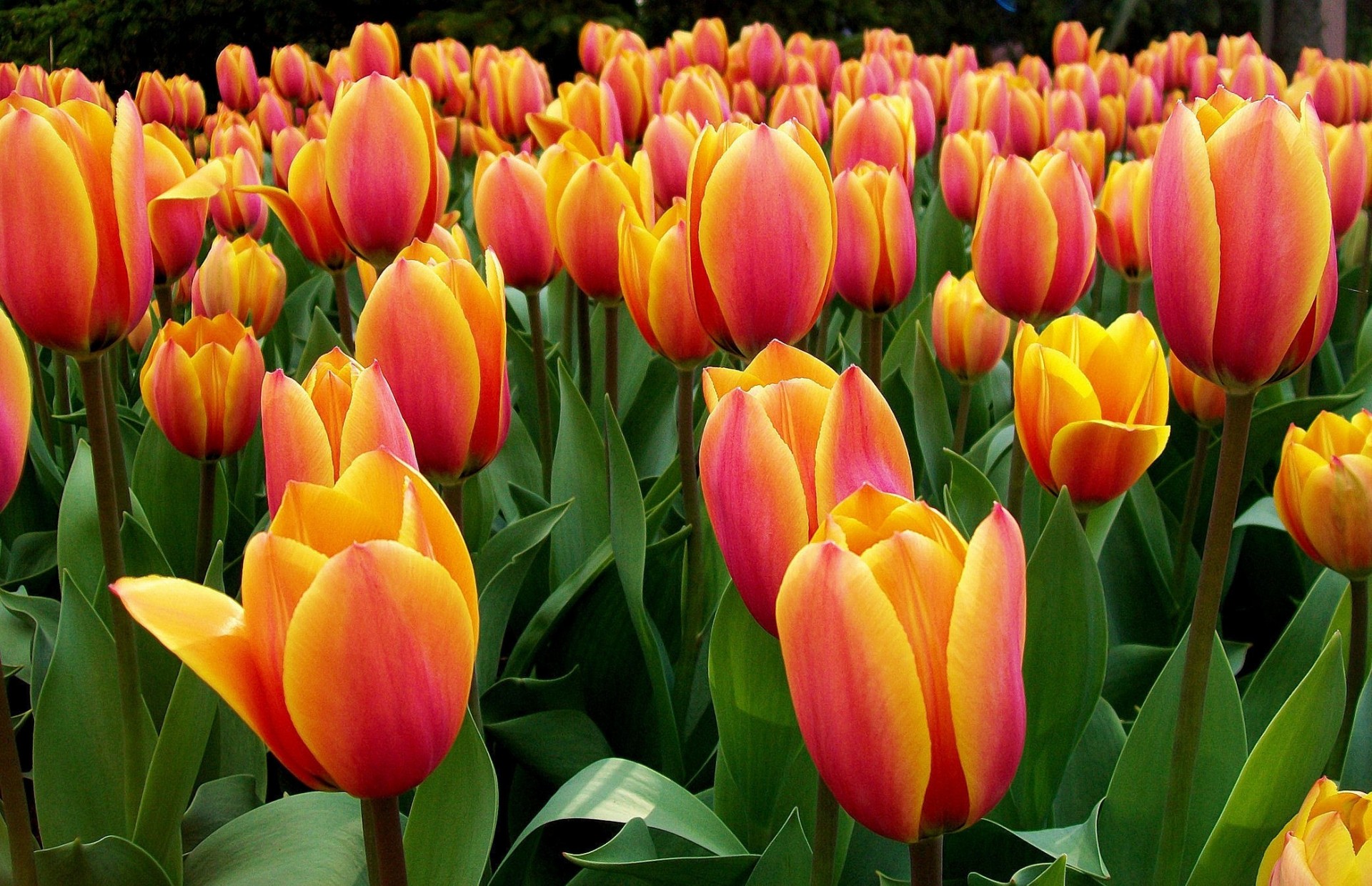 the field bed meadow petals tulip