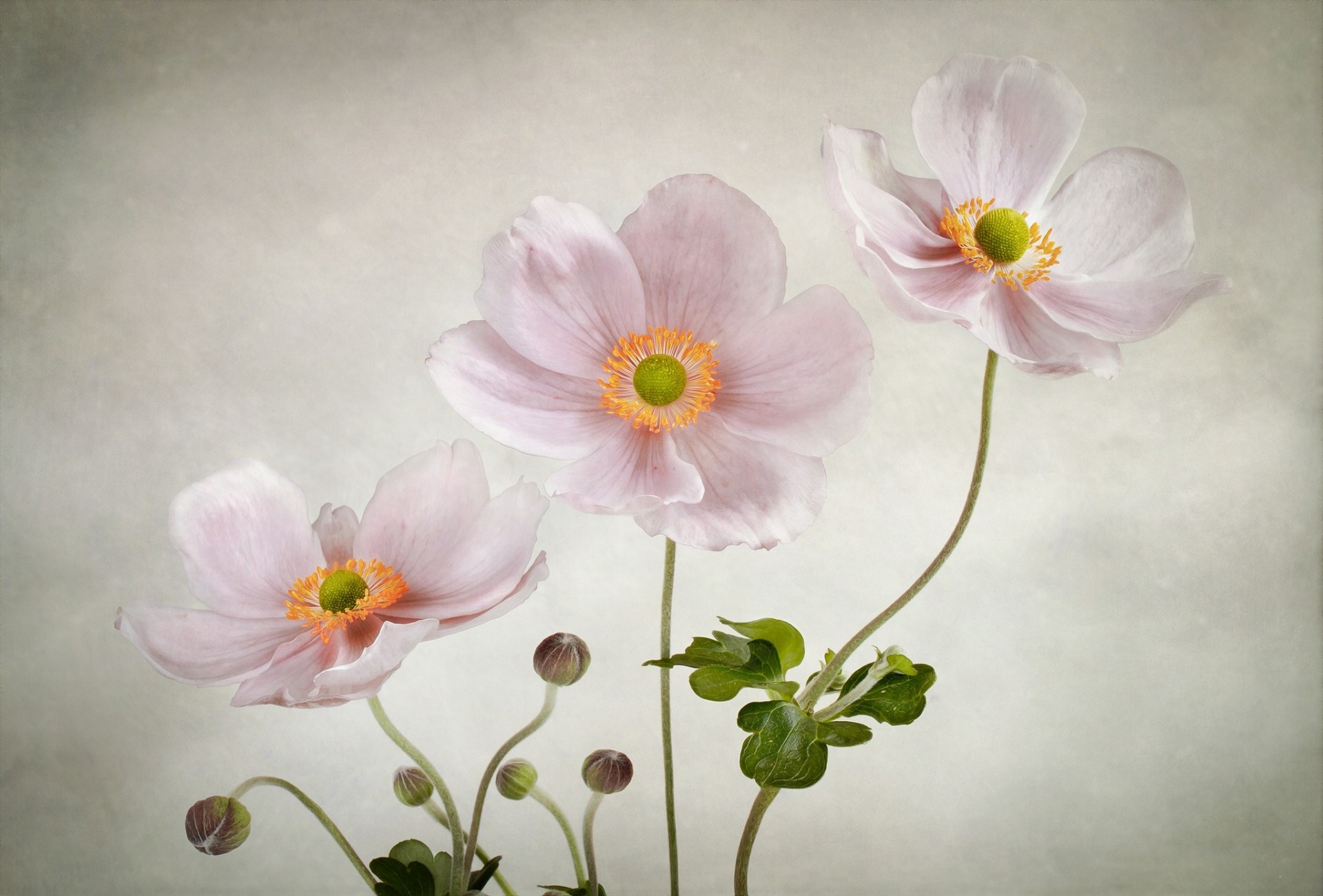 pink background anemones flower sweet