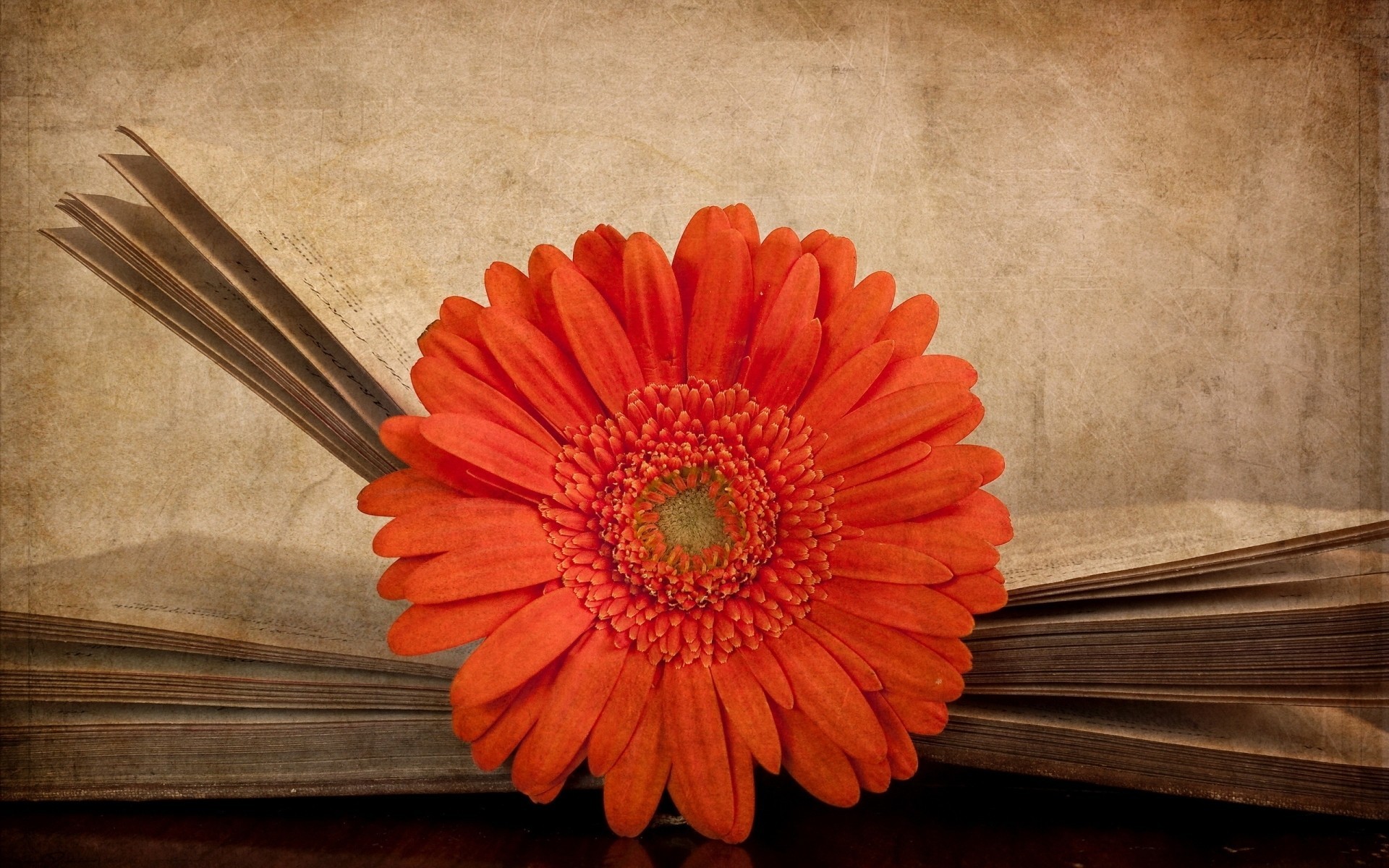 makro textur gerbera vintage bücher