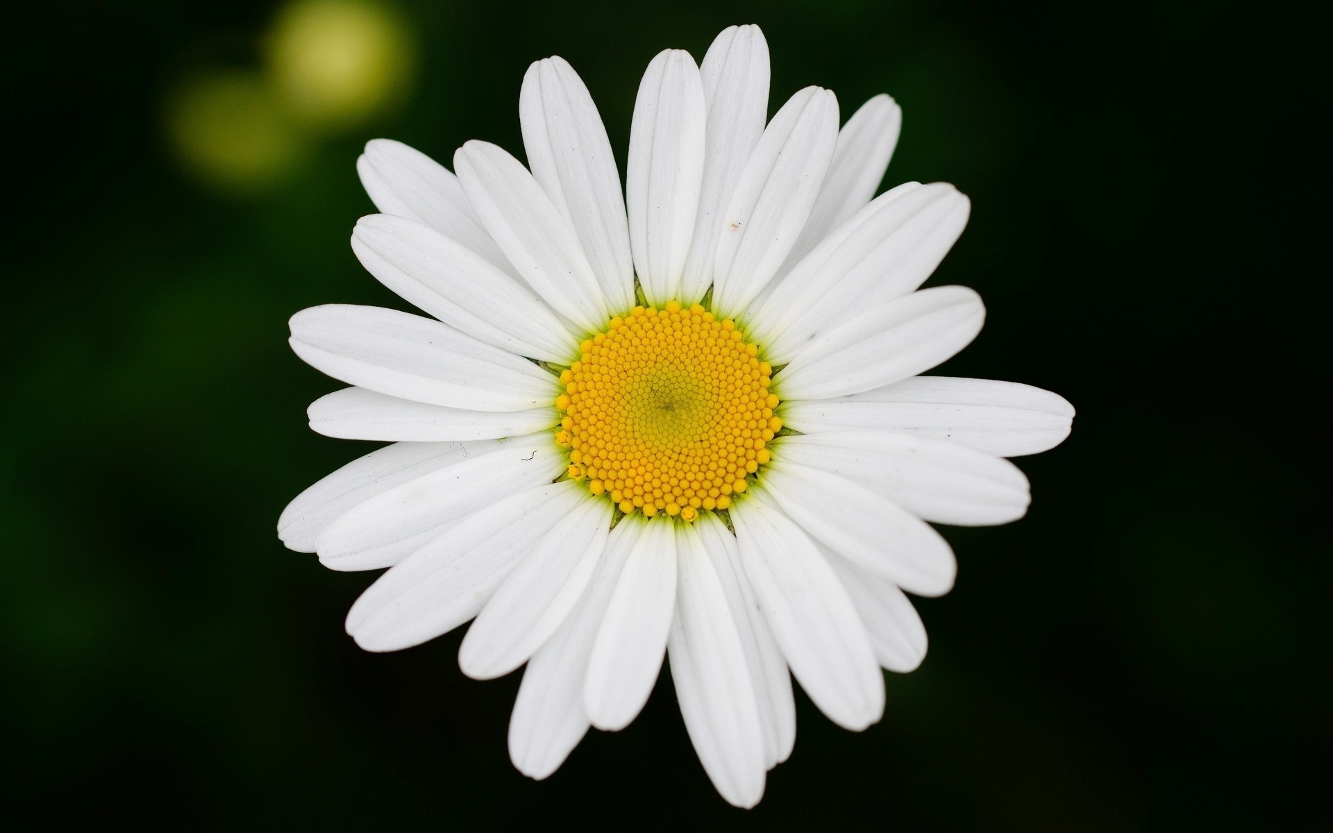 fleur marguerite fond fleurs papier peint flou