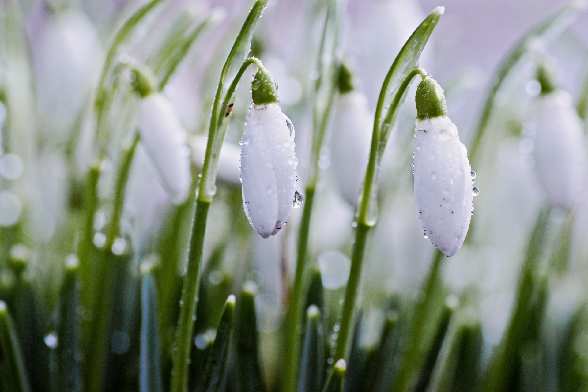 wet mig-15 falls close up macro snowdrops white drop