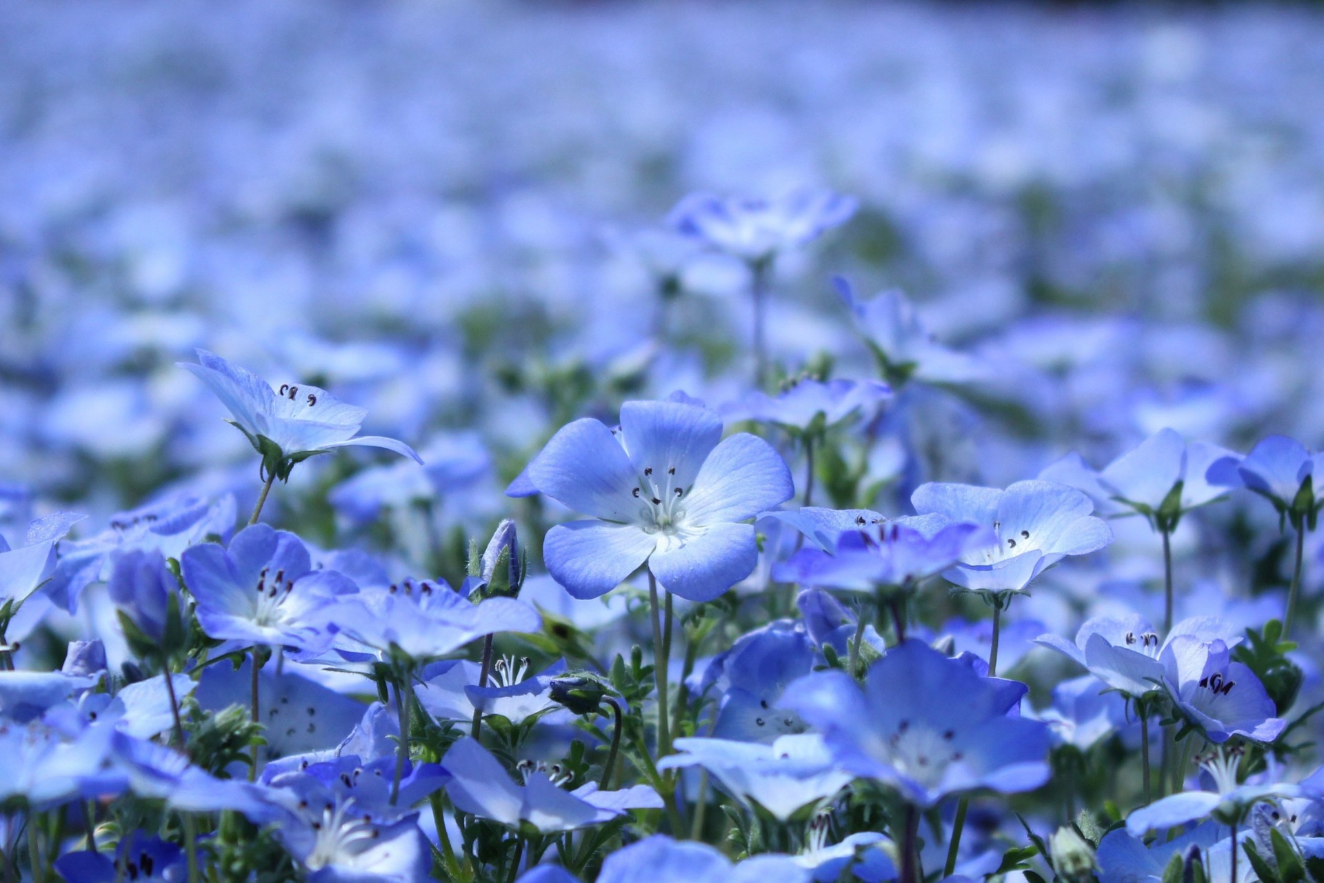 persone estate fiori piante lino blu petali