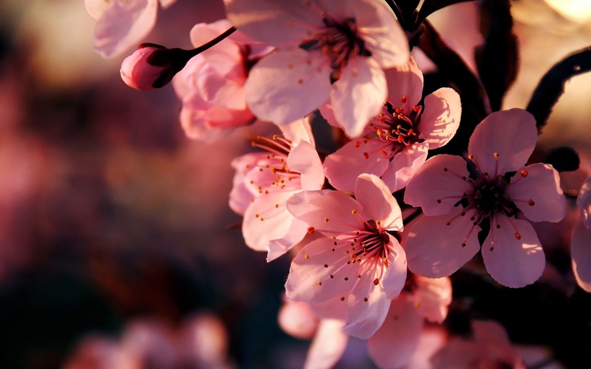 rama flores sakura rosa floración primavera