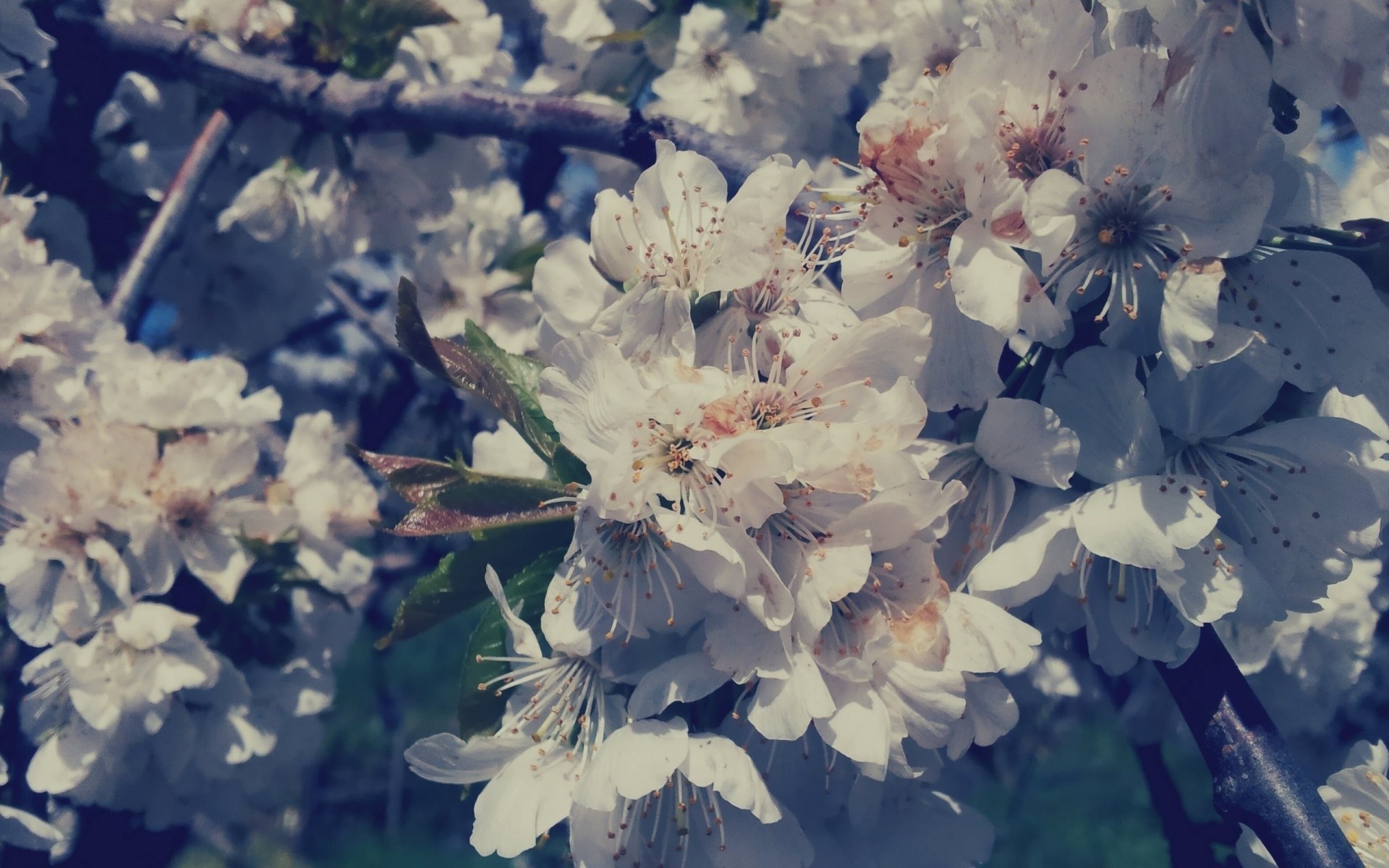 jardin fleurs blanc