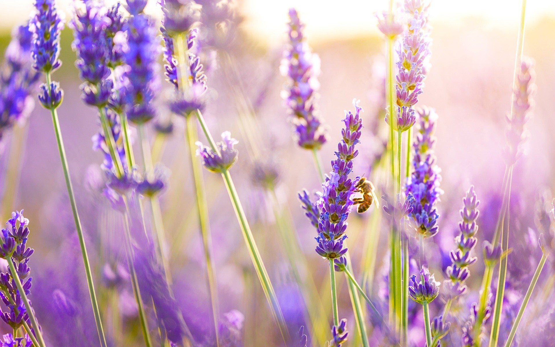 natur licht sommer bienen flieder makro insekten