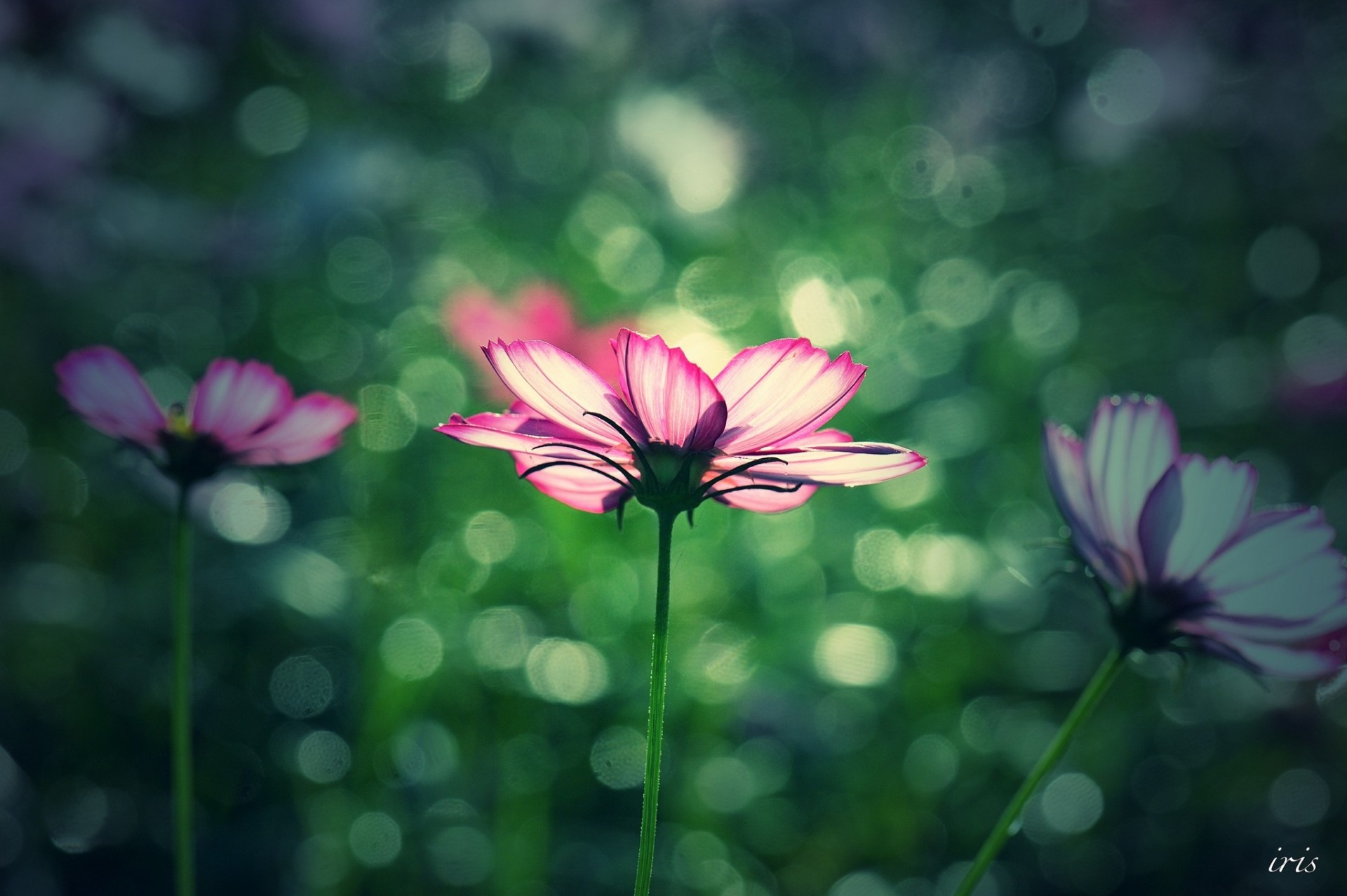 raum blumen sommer fokus