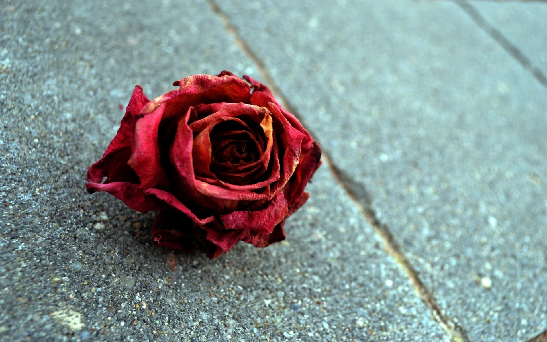 rose fleur rouge gros plan