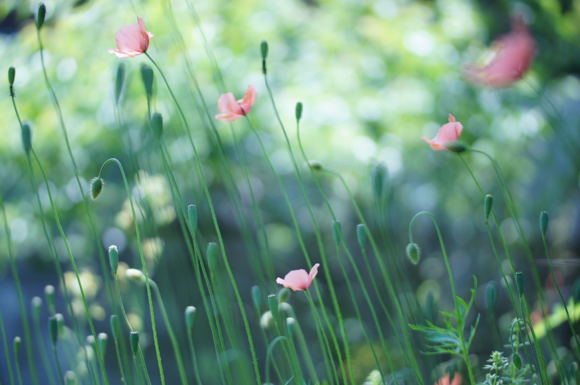 champ rose coquelicots bourgeons graines