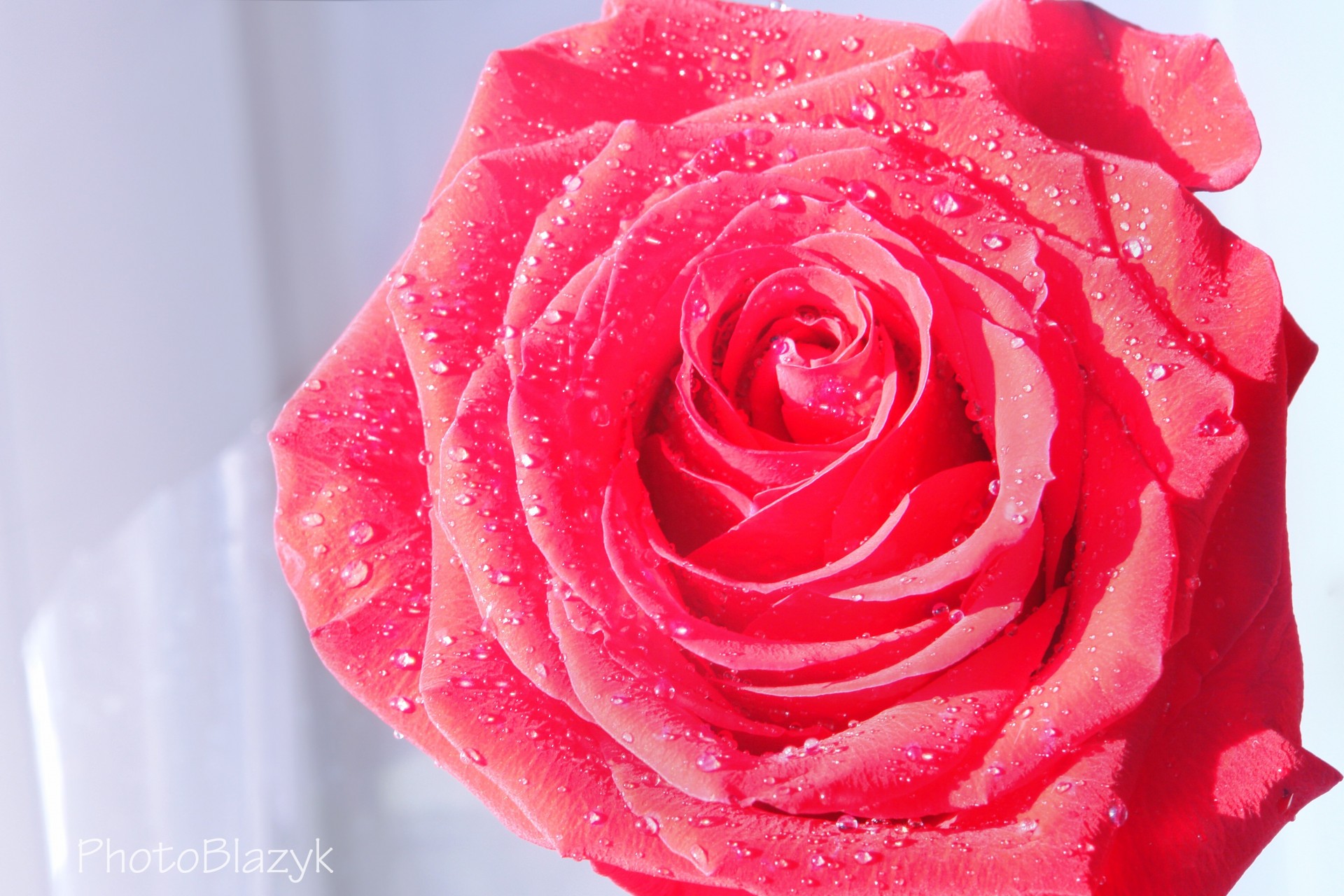 rose flower falls water scarlet petal