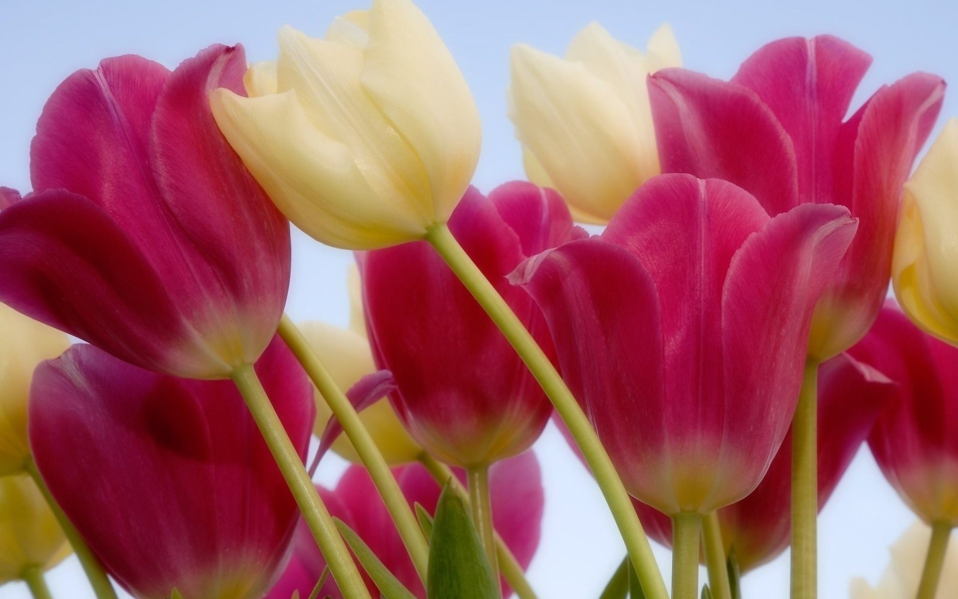 tulipes tige fleurs rose blanc