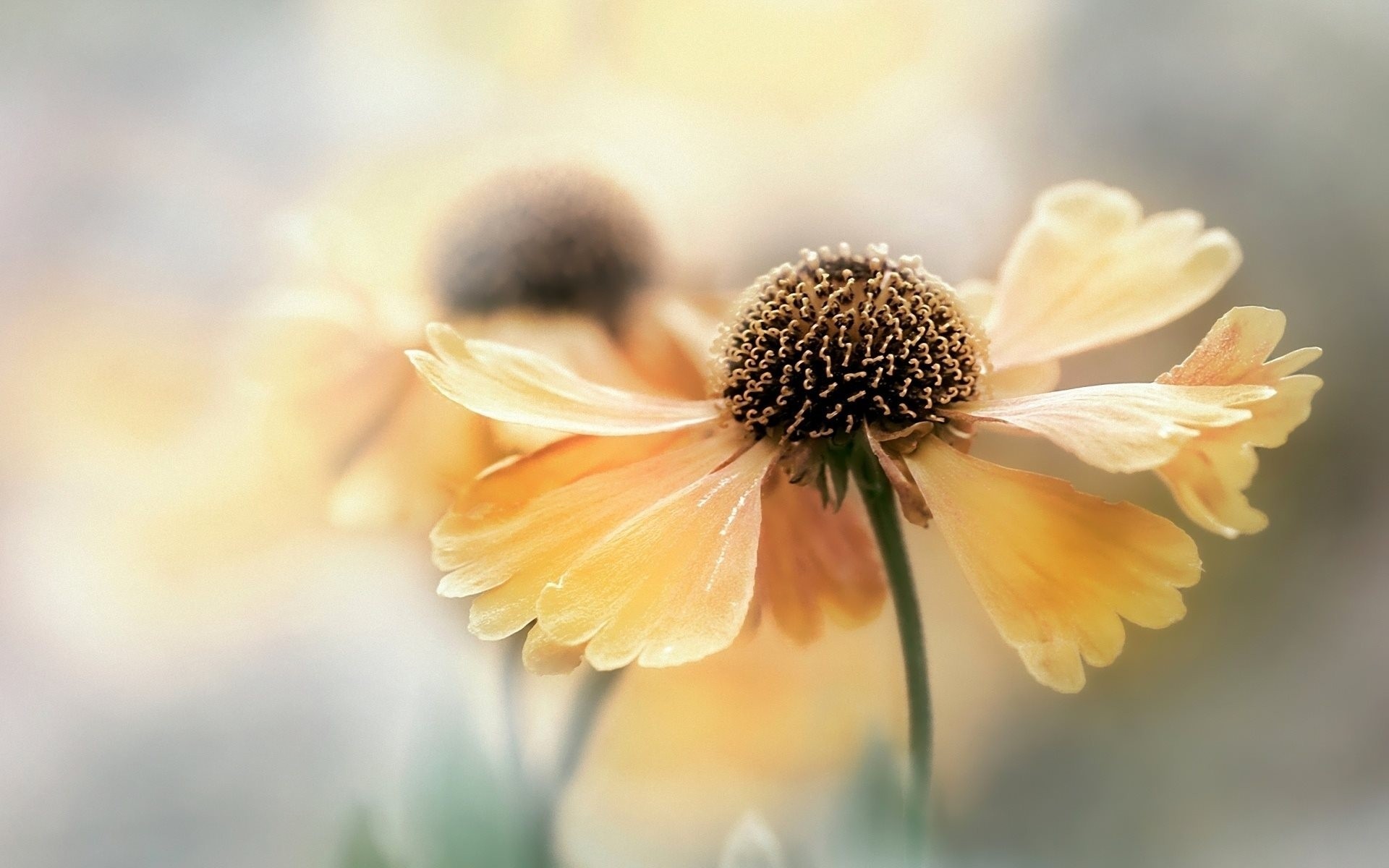 flower blurred background yellow